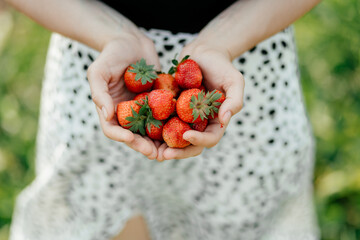 ripe home-grown strawberries in the hands of a young girl who had just plucked them from a bed in the garden