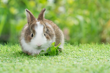 Canvas Print - Adorable baby rabbit bunny eating vegetable sitting on green grass spring time over bokeh nature background. Cuddly furry white brown rabbit eat fresh vegetable at outdoor. Easter animal concept.