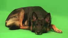 German Shepherd, GSD Laying Towards Camera, Blinking, Full Frame, Calm Dog, Relaxed Dog, Green Screen