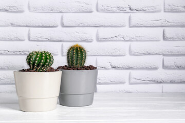 Beautiful green cacti on white wooden table, space for text