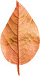 Close up of brown autumnal leaf
