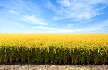 Wall Mural - Golden paddy rice field before harvesting.