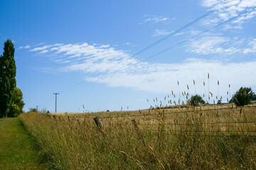 Canvas Print - Long grass and fence in field alongside highway