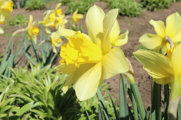 Wall Mural - A beautiful yellow narcissus on a spring flower bed. The first flowers on a bright sunny day