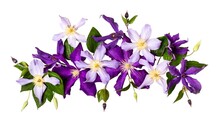 Summer Floral Composition. Creative Layout Made With Beautiful Purple Flowers Cut Out
