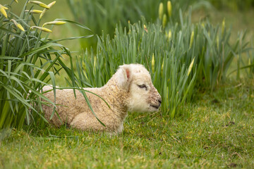 Wall Mural - Close up of a newborn lamb, laying down amongst a clump of daffodils and facing right.  Concept: first signs of Spring.  Horizontal.  Copy space
