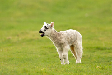 Wall Mural - young lamb in springtime, facing left and bleating for her mum in rainy weather. yorkshire dales, uk