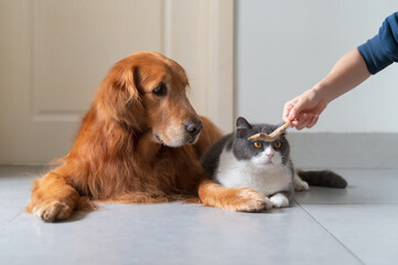 Poster - Feeding British Shorthair and Golden Retriever with food in hand