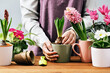 Woman Gardener planting flowers at home in spring. Midsection. Holding pot with hyacinth plant. Home garden. Flowerheads in bloom. Potting bulbs and primula primrose