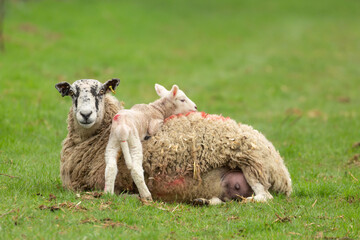 Wall Mural - Lamb snuggling up to her mum in cold, rainy weather and snuggling on her mum's back.  Concept: Signs of Springtime.  Clean green background.  Copy space.  Horizontal.
