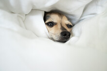 Dog Sleep, Little Cute Pet Lies In Bed Under A Blanket, Pet Comfort, Comfortable Sleep And Rest