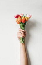 Female Hand Holding Flowers Bouquet Of Tulips Over White Background. Top View Of Minimalist Style Floral Composition