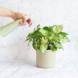 Woman's hand holds sprayer and waters young indoor plant Syngonium Arrow in ceramic pot on light background. House plant care. Lifestyle, hobby. Square. Selective focus. 
