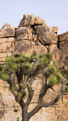 Joshua Trees and Rock Formations