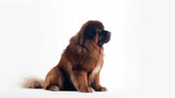 Fototapeta Psy - animal on the white Background dog Leonberger generative ai
