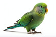 Green parakeet bird isolated on white background - Generative AI