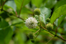 Cephalanthus Occidentalis Mexical White Flowering Plant, Bright Beautiful Buttonbush Honey Bells Flowers In Bloom