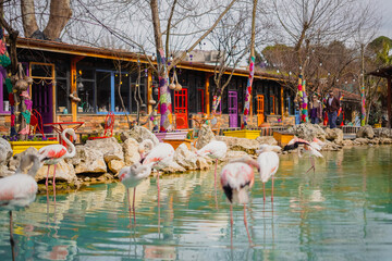 Flamingo in water 