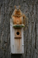 Wall Mural - Squirrel