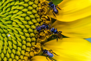 The sunflower has since become a global symbol of resistance, unity, and hope