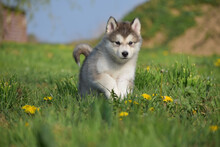 husky alaskan malamute pomski puppy run jump on grass