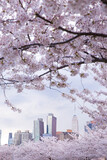 Fototapeta Miasta - Beautiful view of Cherry blossom with Manhattan buildings at the background. View from Long island city at New York city.
