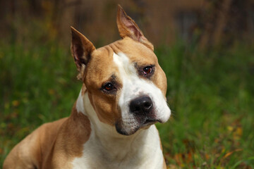 Poster - staffordshire terrier brown color close up in nature