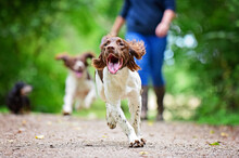 Happy Brown And White Springer Spaniels With Floppy Ears Running And Jumping On A Countryside Walk