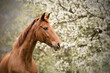 horse blossoms