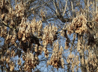 Wall Mural - dry winged seeds of bos elder -Acer negundo tree in winter