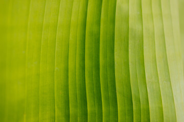 Wall Mural - tropical banana palm leaves texture green background. High quality photo