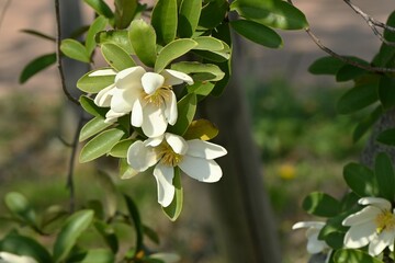 Poster - Michelia yunnanensis 'Scented Pearl' flowers. Magnoliaceae evergreen shrub native to Yunnan, China. Sweetly scented white flowers bloom from April to May.