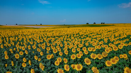 Wall Mural - Sunflowers are bloomed and grown in a large agriculture field. 