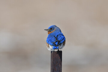 Wall Mural - Beautiful blue male Eastern Bluebird perched along a fence line 