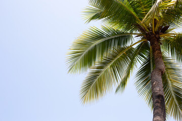 Wall Mural - Coconut palm trees with blue sky