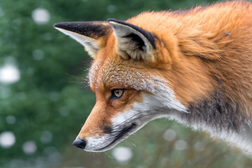 Wall Mural - red fox portrait, red fox closeup in nature