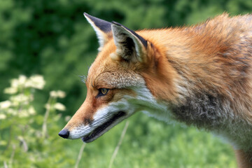 Wall Mural - red fox portrait, red fox closeup in nature