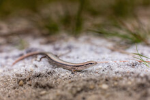 Little Brown Skink From The Pine Barrens Of New Jersey 