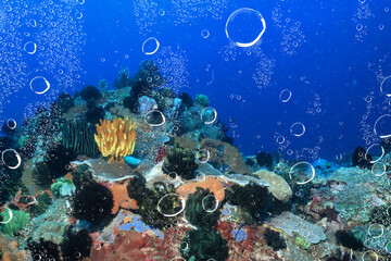 Wall Mural - air bubbles tropical aquarium ocean underwater background