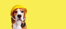 A Beagle Dog In A Construction Helmet On A Yellowisolated Background. Happy Labor Day Holiday. Banner.