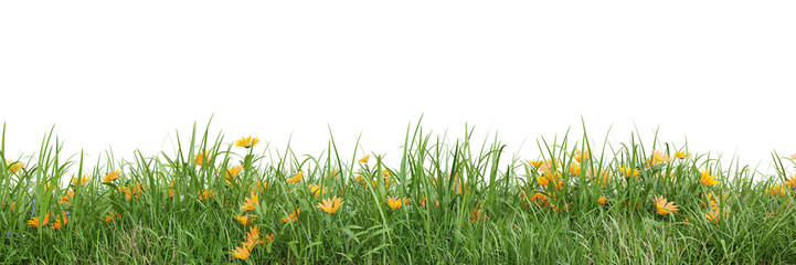 Wall Mural - Green grass and flower fields on transparent background 3d rendering png