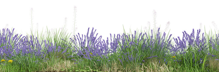 Wall Mural - Green grass and flower fields on transparent background 3d rendering png