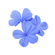 White plumbago or Cape leadwort flower. Close up small blue flower bouquet isolated on transparent background.