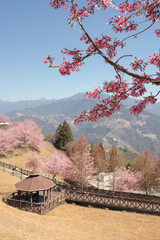 Sticker - Cingjing Farm with spring cherry blossoms in Nantou county, Taiwan