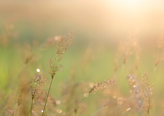 Wall Mural - grass flowers glow in the sunlight