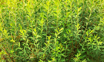 Wall Mural - Fresh Green Spiraea Branches Texture Close up