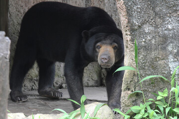 a sun bear alone in an outdoor enclosure at a zoo