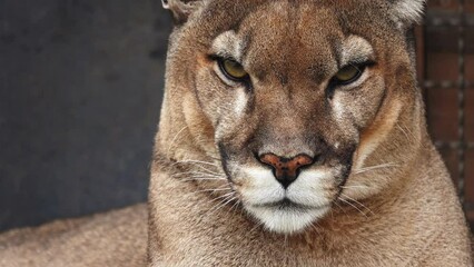 Wall Mural - Close up of a Puma face. animal moves its ears, blinks.