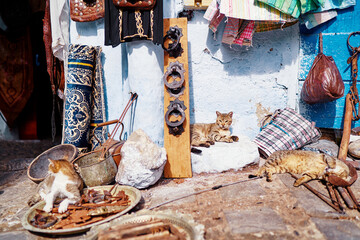 Wall Mural - Cats sleeping on moroccan street.
