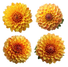 Four Different Dahlia Flowers In Yellow Color, Top View And On A Transparent Background, Generative AI